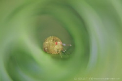 S E A - B U G 
Ladybug
Anilao, Philippines. by Irwin Ang 